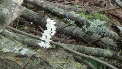 Cephalanthera austiniae