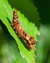 Falcaria lacertinaria