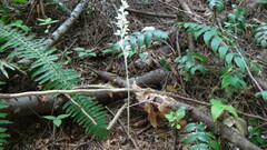 Cephalanthera austiniae