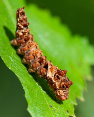 Falcaria lacertinaria