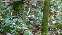 Cephalanthera austiniae