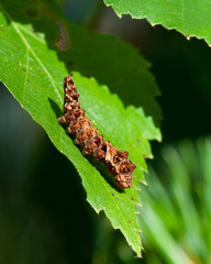 Falcaria lacertinaria