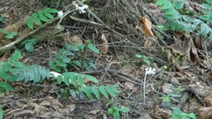 Cephalanthera austiniae