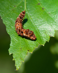 Falcaria lacertinaria
