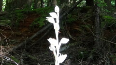 Cephalanthera austiniae