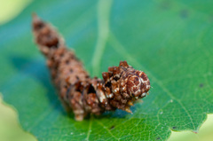 Falcaria lacertinaria
