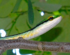 Leptophis diplotropis