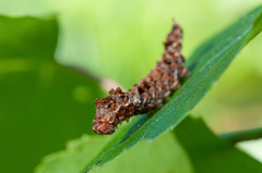 Falcaria lacertinaria