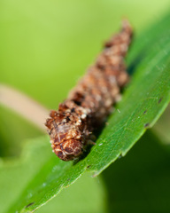 Falcaria lacertinaria