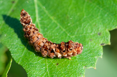 Falcaria lacertinaria