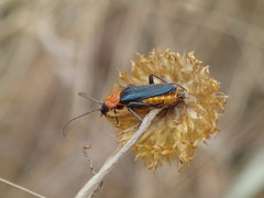 Chauliognathus tricolor