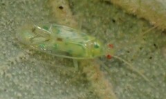 Orthotylinae