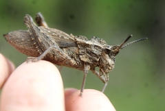 Dracotettix monstrosus