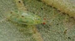 Orthotylinae