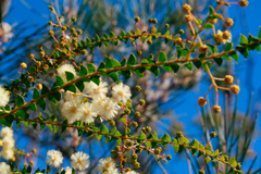 Acacia hubbardiana