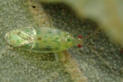 Orthotylinae