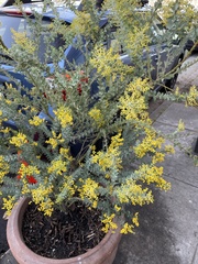 Acacia cultriformis