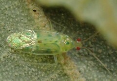 Orthotylinae