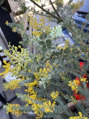Acacia cultriformis