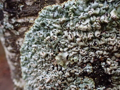 Menegazzia subsimilis