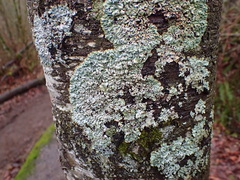 Menegazzia subsimilis