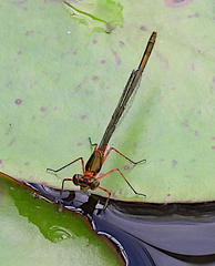 Austrocnemis splendida