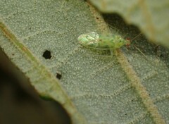 Orthotylinae