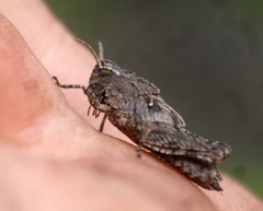 Chimarocephala pacifica