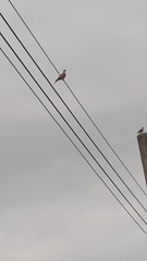 Streptopelia tranquebarica humilis