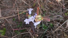 Strobilanthes aprica