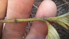 Strobilanthes aprica