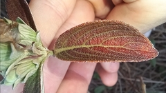 Strobilanthes aprica