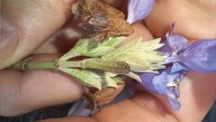 Strobilanthes aprica