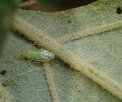 Orthotylinae