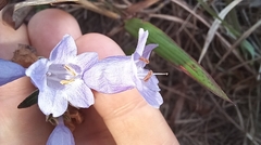 Strobilanthes aprica