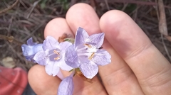 Strobilanthes aprica