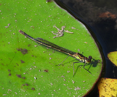 Austrocnemis splendida
