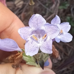 Strobilanthes aprica