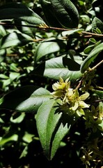 Backhousia myrtifolia