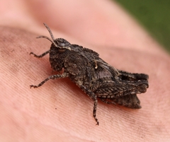 Chimarocephala pacifica