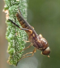 Chiromyza