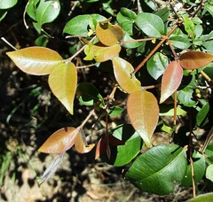 Backhousia myrtifolia