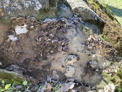 Serradigitus gertschi