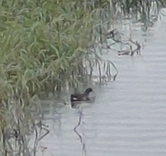 Gallinula chloropus chloropus