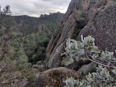 Eriodictyon tomentosum