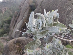 Eriodictyon tomentosum