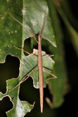 Carlius
