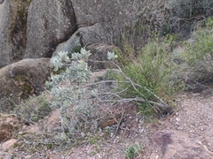 Eriodictyon tomentosum