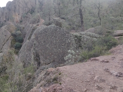 Eriodictyon tomentosum