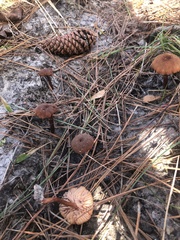 Laccaria laccata